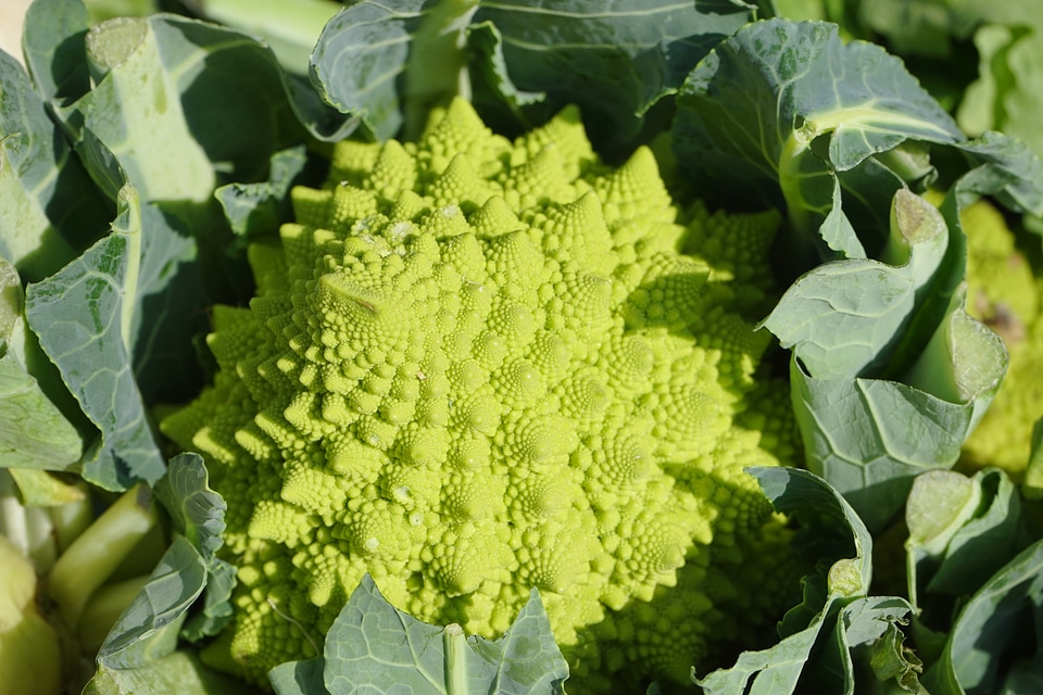 Cauliflower green light green