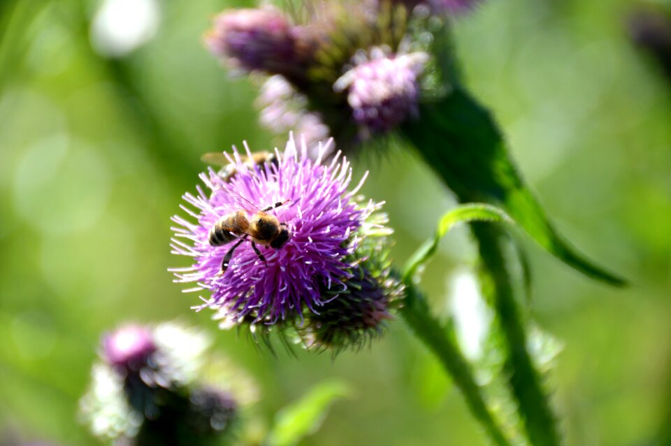 Insect honey nature
