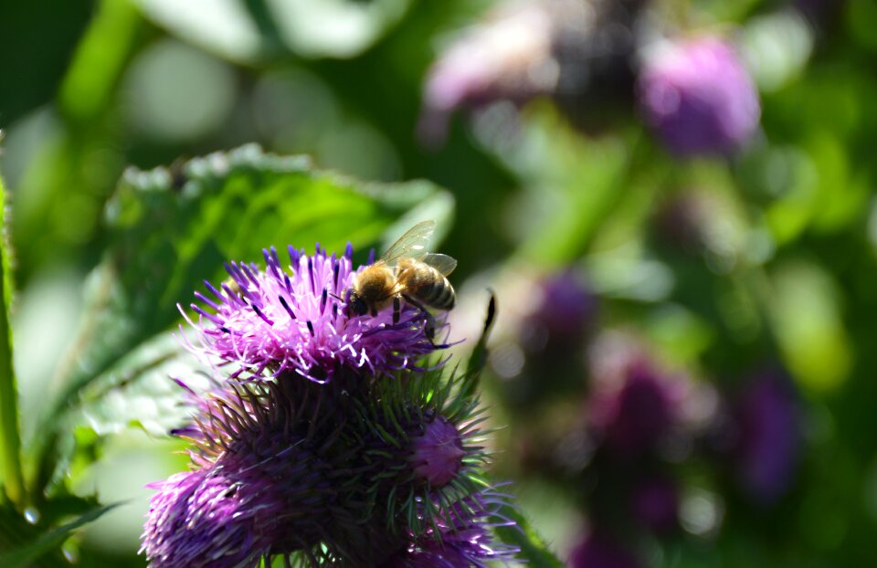 Insect honey nature