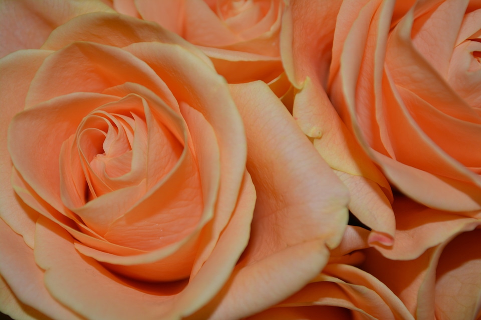Flowers floral plant