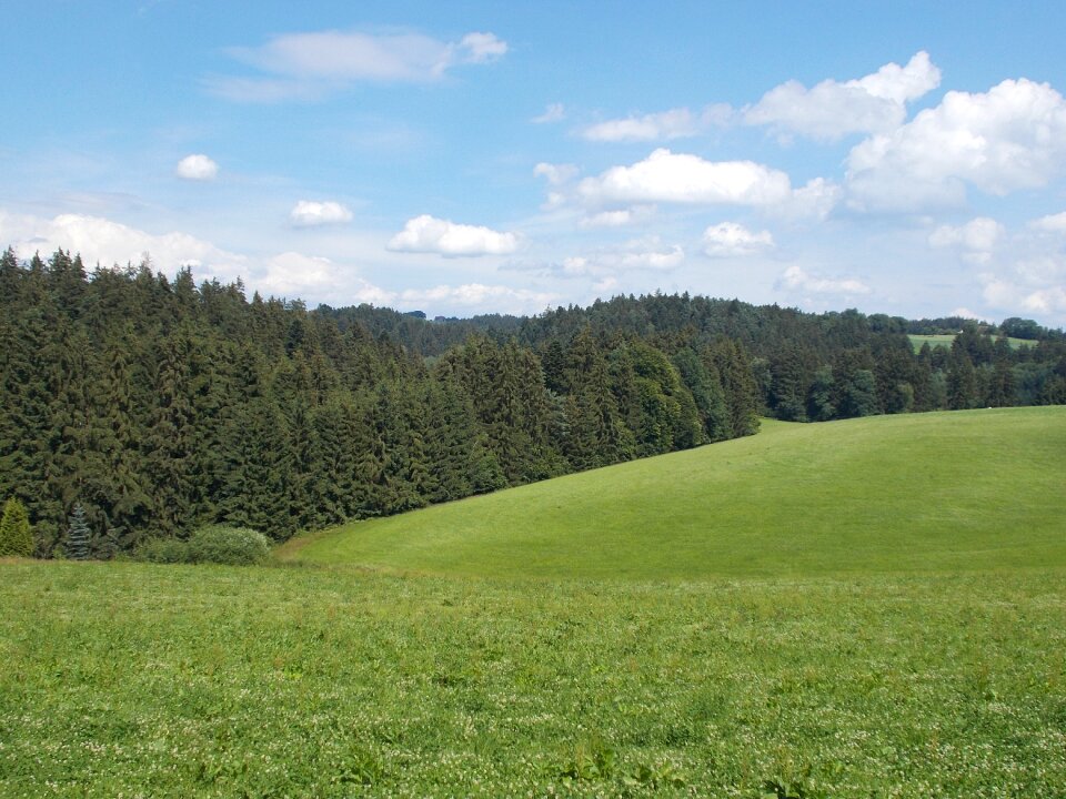 Of course green meadow