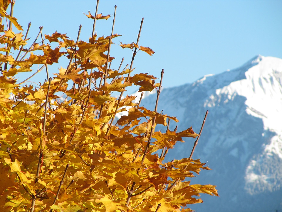 Colorful leaves fall foliage