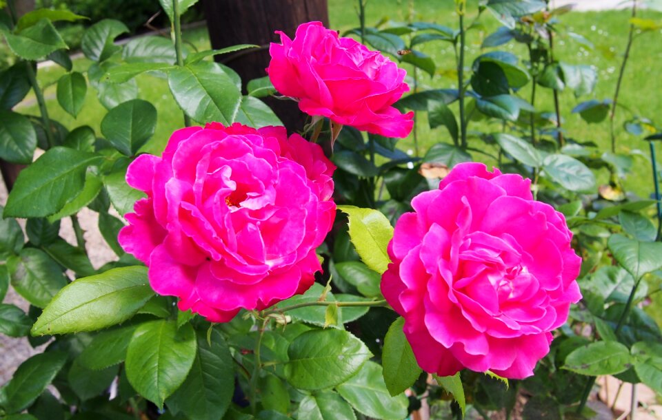 Rosebush red red roses
