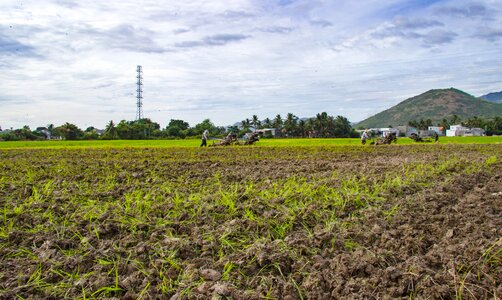 Paddy field home page photo