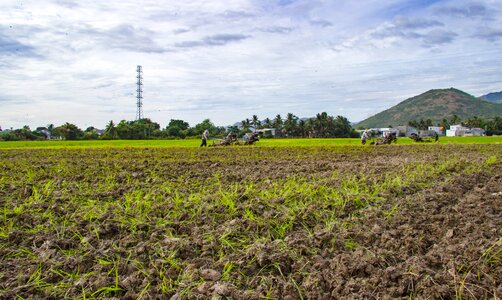 Paddy field home page