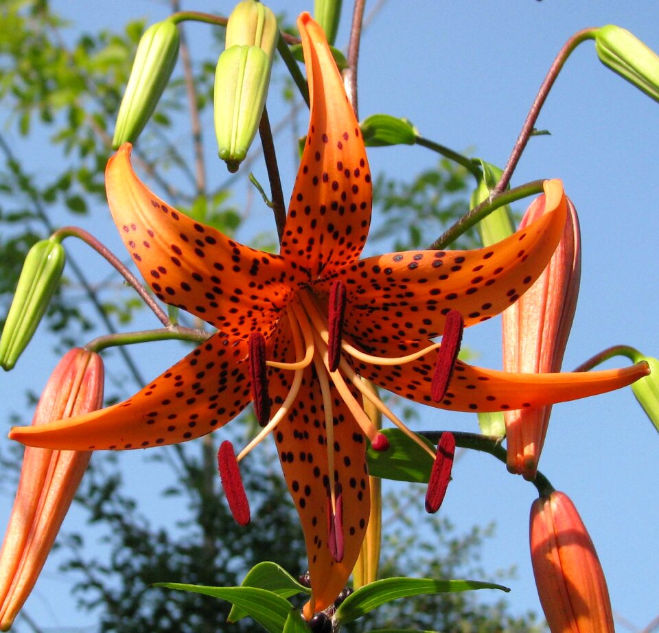 Lily royal lilium superbum moneymore