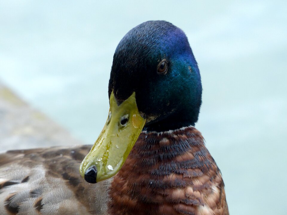 Drake close up head