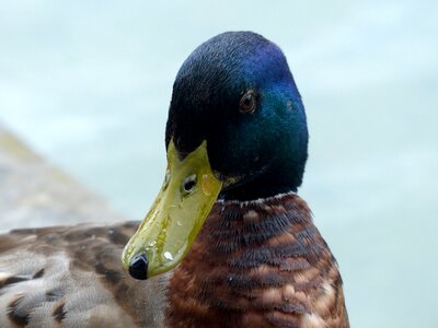 Drake close up head