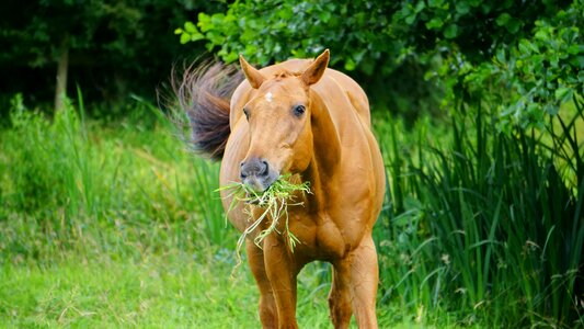 Stallion brown grass photo