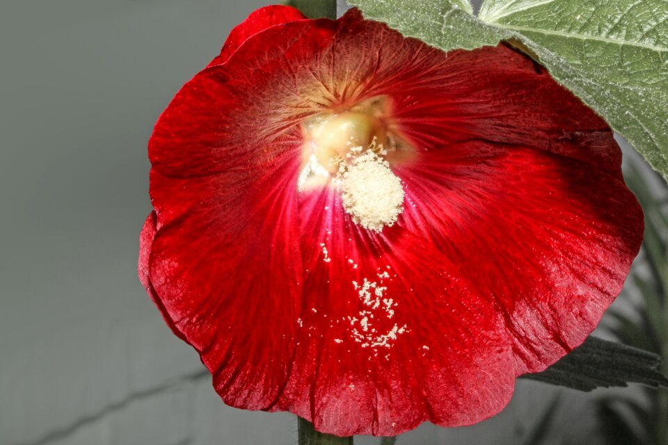 Mallow plant flower