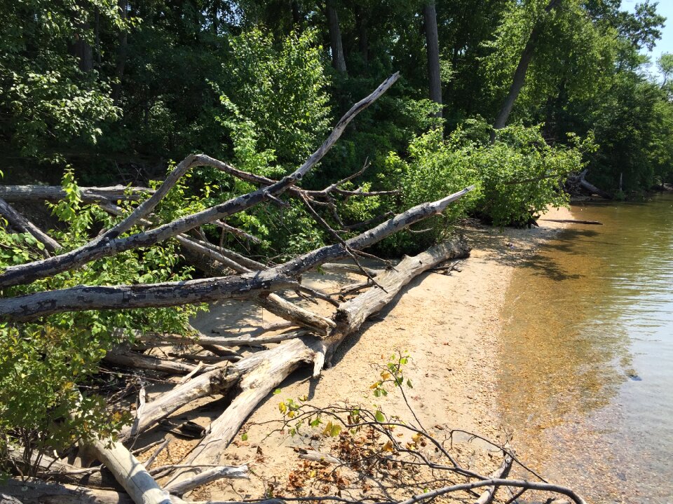 Sandy wood