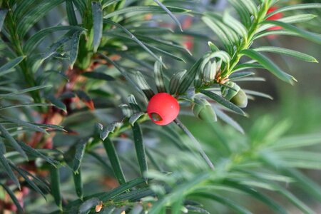 Toxic berries yew fruit