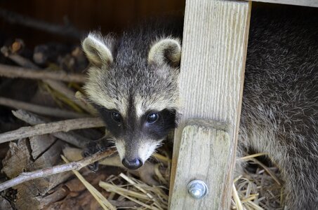 Furry eyes tank buster photo