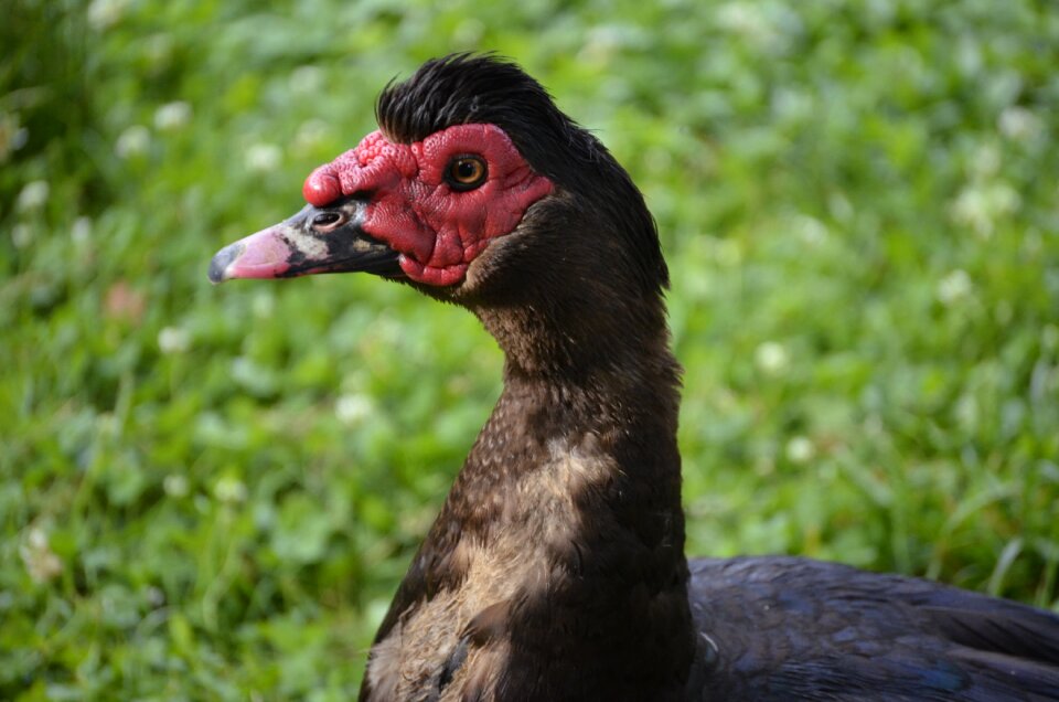 Duck bird head