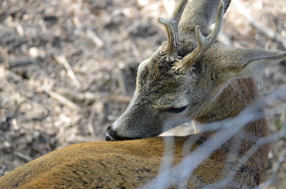 Fallow deer scheu red deer