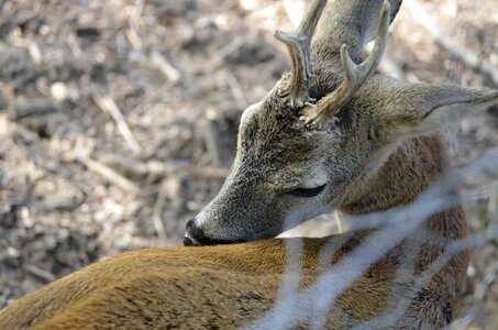 Fallow deer scheu red deer photo