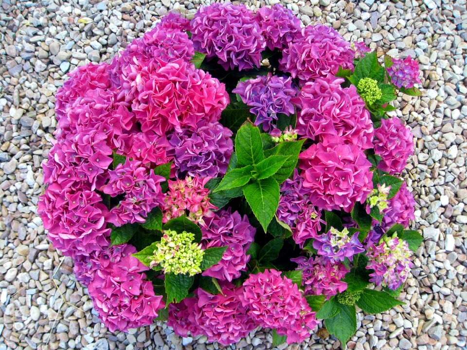 Flowers flower fullness garden