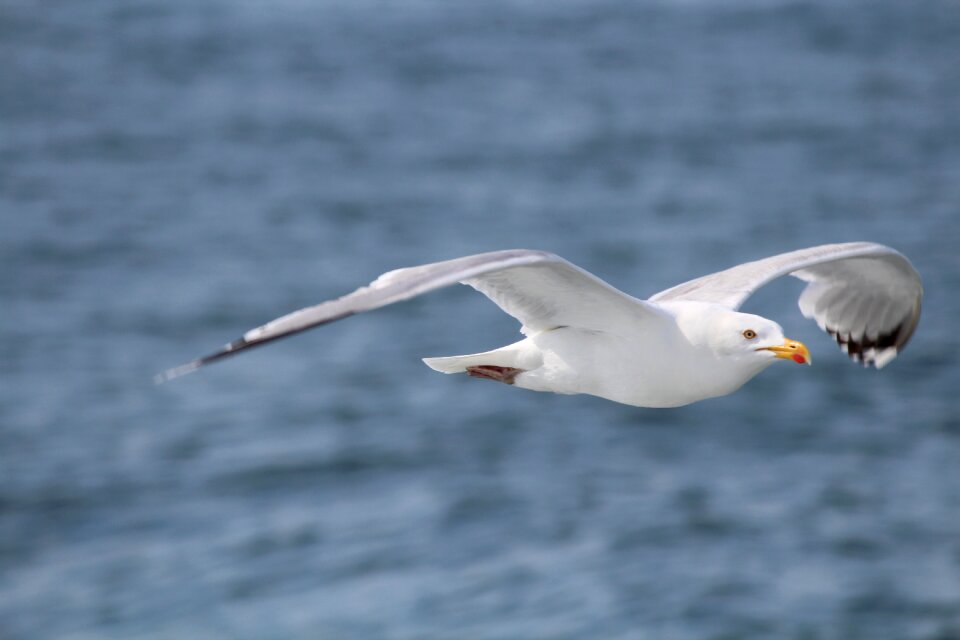 Bird sea island north sea