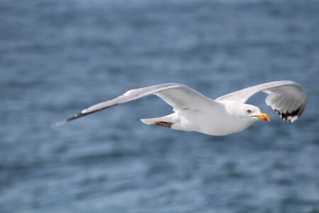 Bird sea island north sea