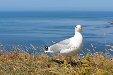 Bird sea island north sea photo