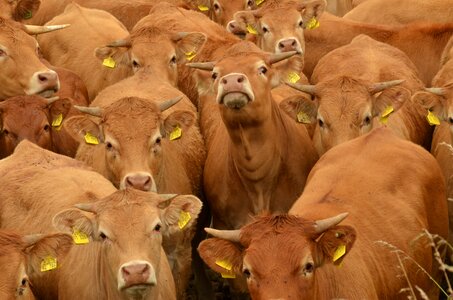 Herd together brown