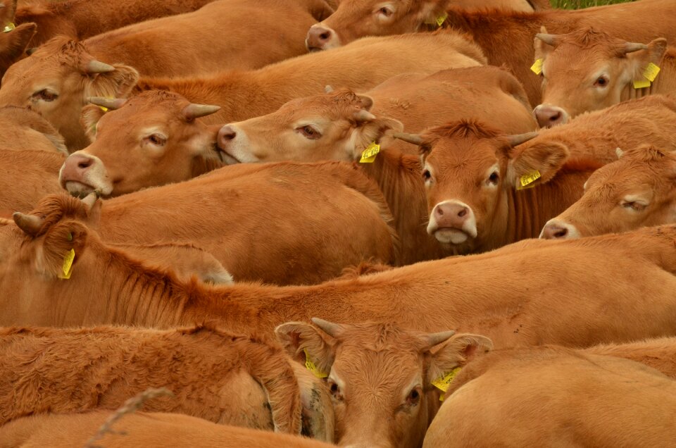 Herd together brown
