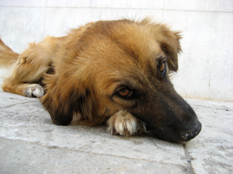 Dog child road dog dog eyes