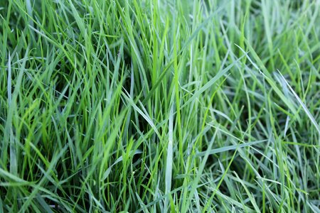 Nature blades of grass garden