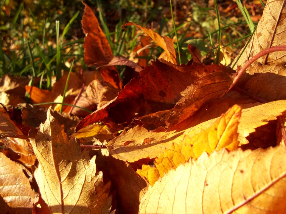 Autumn sunny day