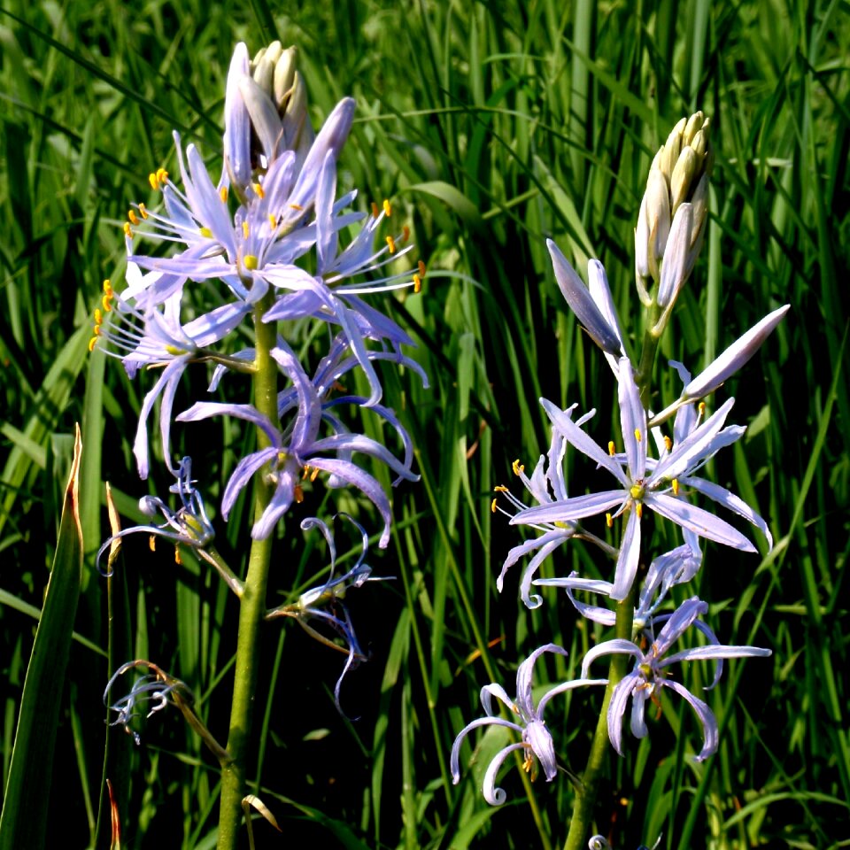 Bloom close up flower