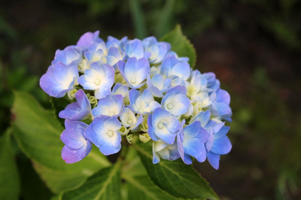 Blue flower hydrangea flower