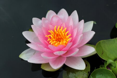 Nature blossom bloom