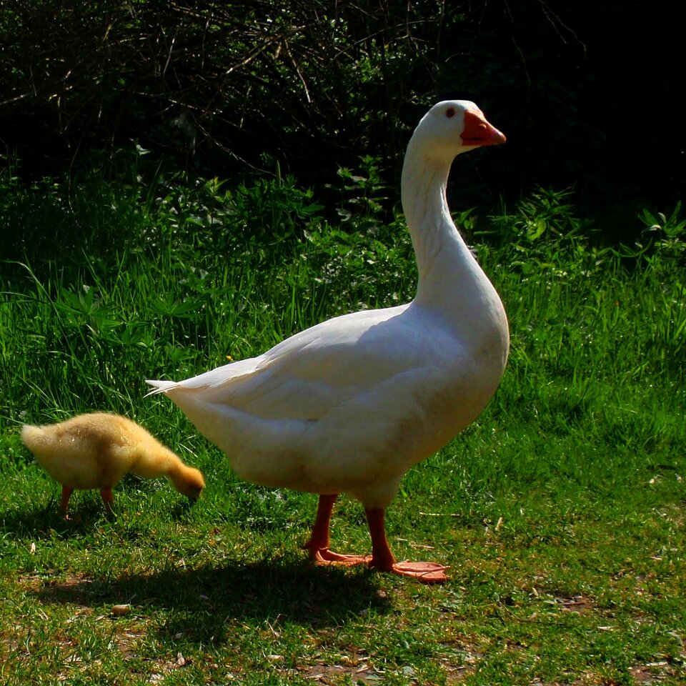 White beautiful bird
