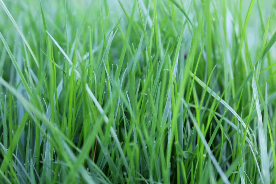 Nature blades of grass lawn