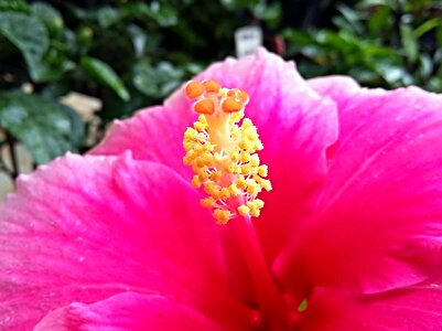 Nature stamen rosa