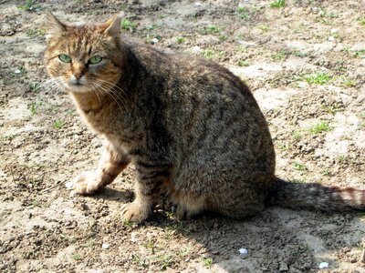 Cat animal home