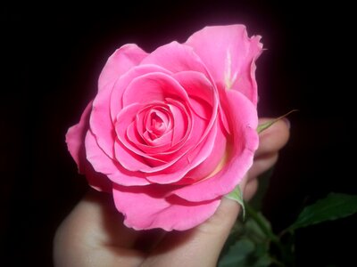 Rose flower pink photo