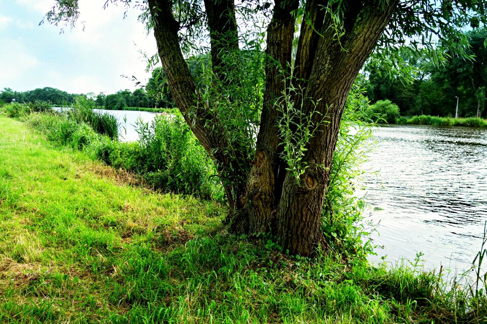 Landscape nature vegetation
