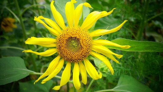 Sunflower flowers yellow