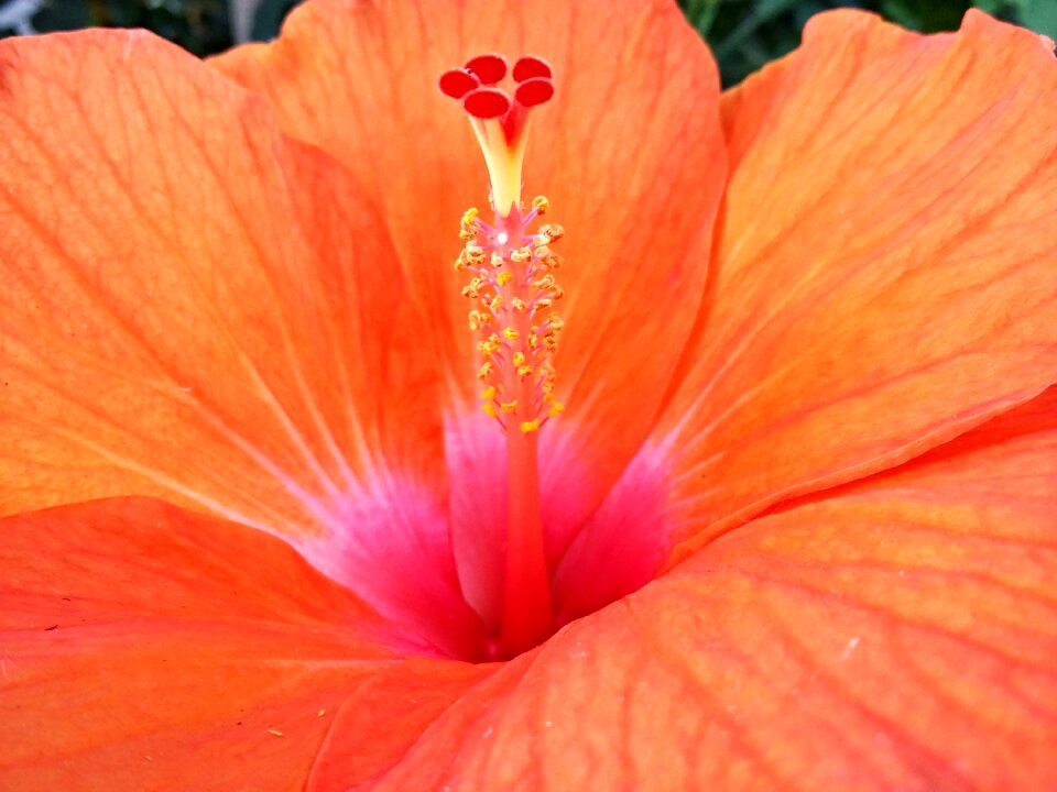 Flower nature stamen