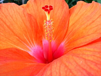 Flower nature stamen