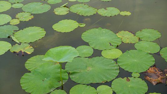 Park nail aquatic plants