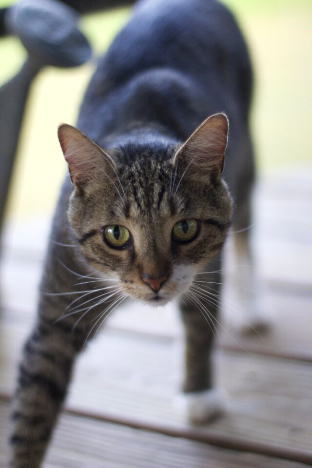 Cute kitty soft