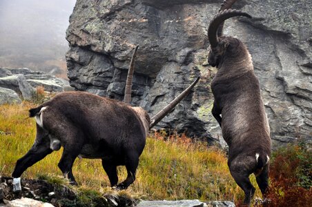 Ibex capra ibex males