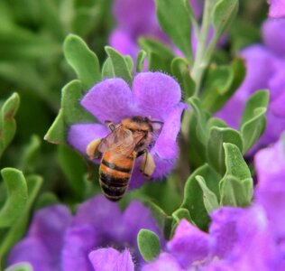 Pollinate pollination pollinating photo