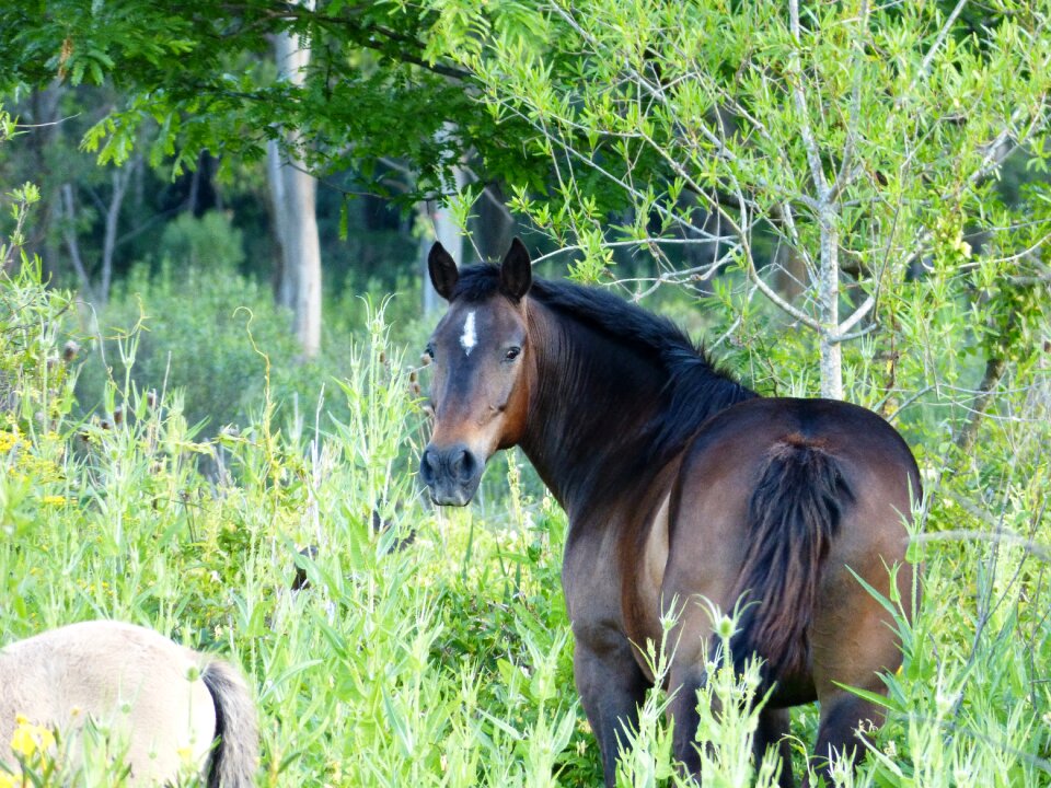 Nature prairie pastures