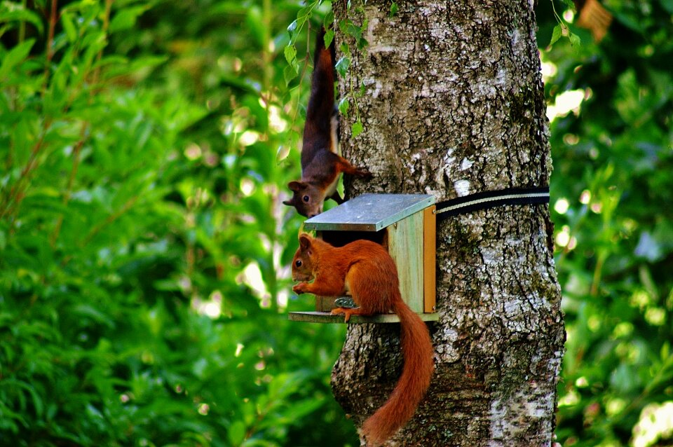 Nature rodent garden