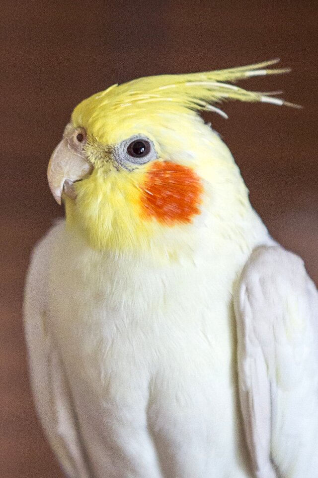 Parakeet bird spring bonnet
