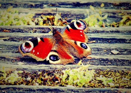 Bug eye peacock photo