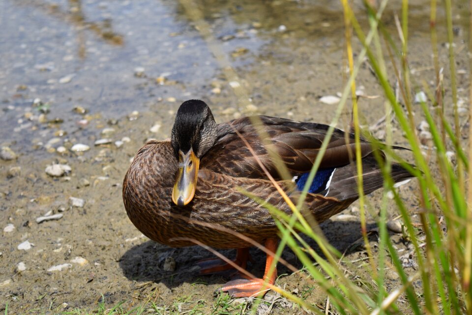 Animal poultry reed
